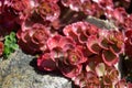 Sedum red carpet Sedum spurium Royalty Free Stock Photo